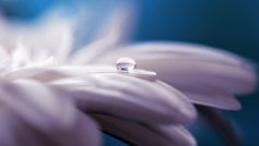 Pure Water Drop Flower 1280×800