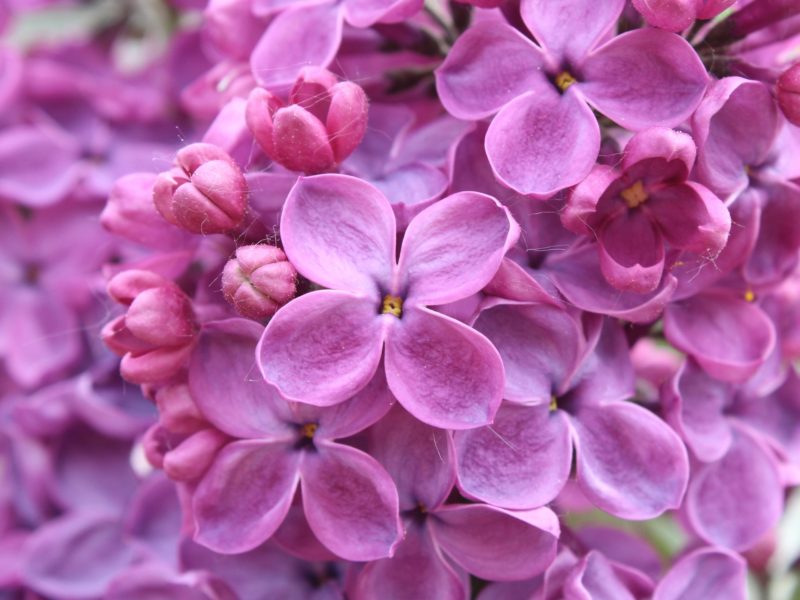 Purple Lilac Flowers 2560×1440