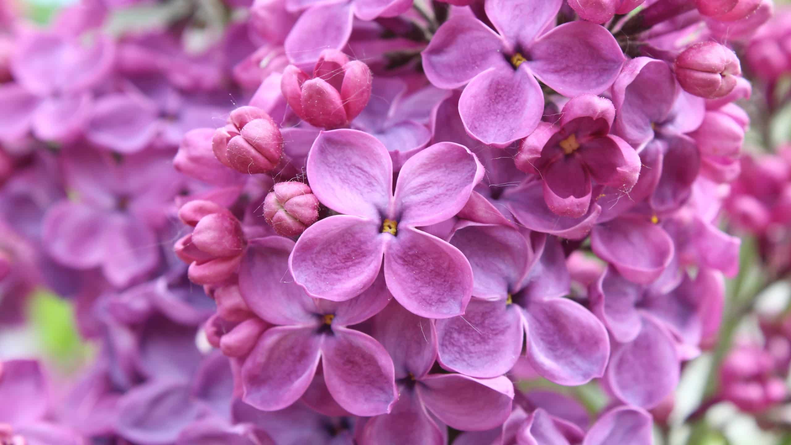 Purple Lilac Flowers 2560×1440 - High Definition Wallpaper