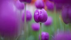 Purple Tulips 1280×800