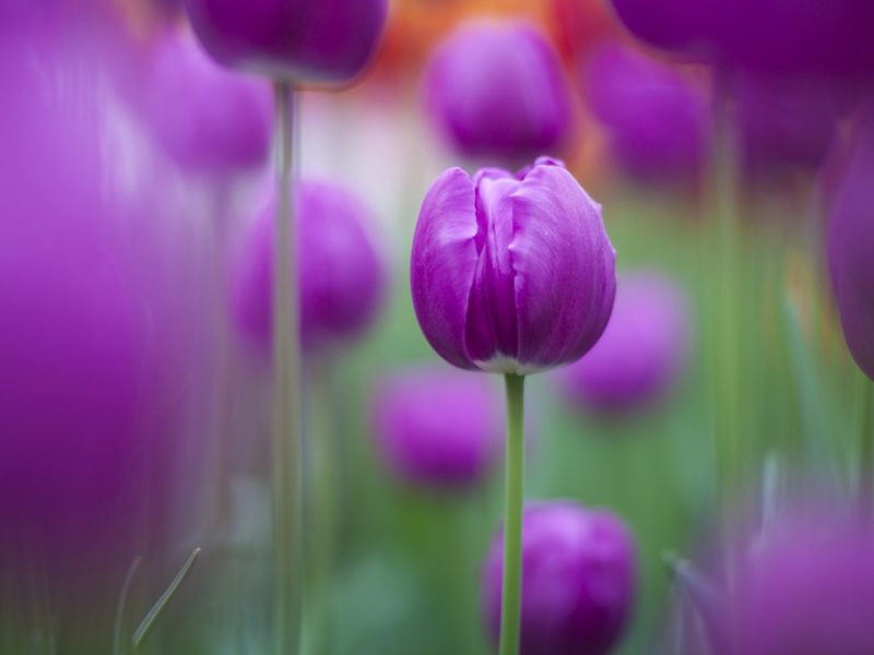 Purple Tulips 1280×800