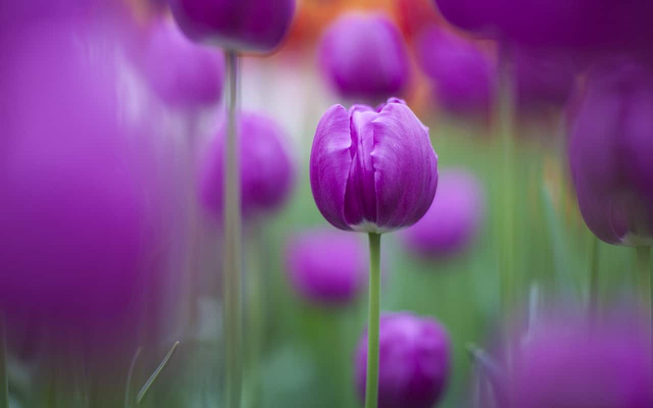 Purple Tulips 1280×800 - High Definition Wallpaper