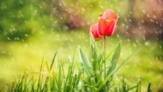 Red Tulip Rain 1280×800