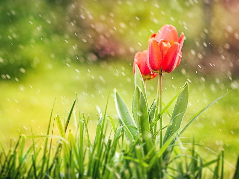 Red Tulip Rain 1280×800