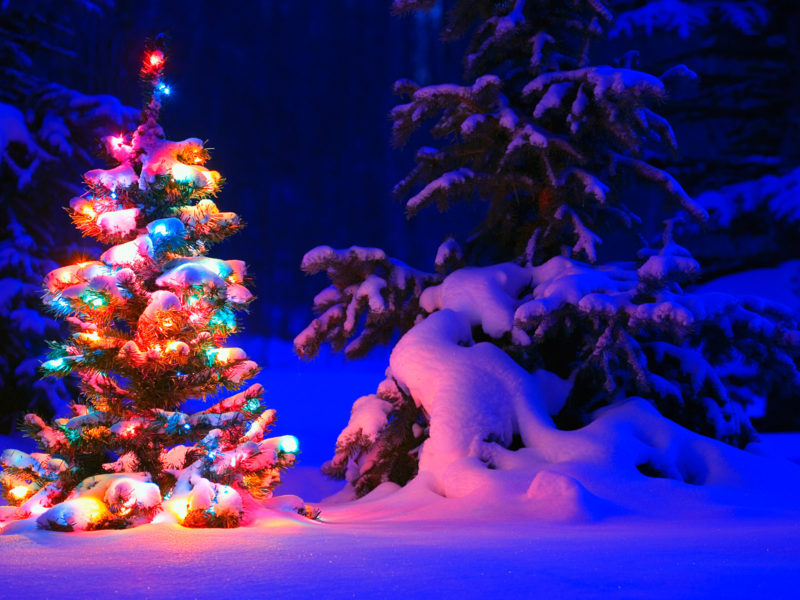 Snowy Christmas Tree Lights Wide