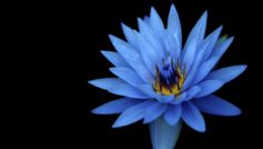 Sony Xperia Z Stock Blue Flower 1280×1024
