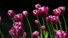Spring Pink Tulips 1280×720