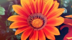 Spring Sunflower 1280×800