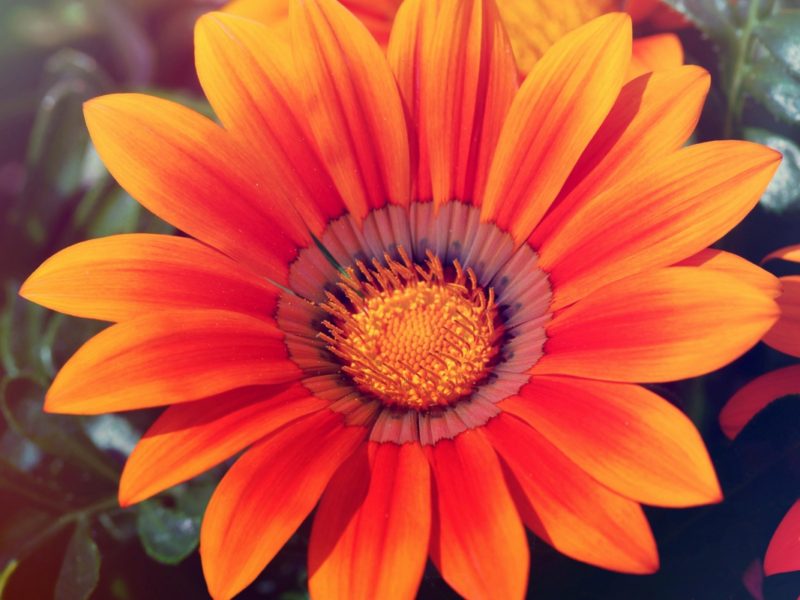Spring Sunflower 1280×800