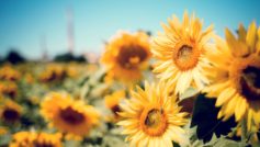 Sunflower Garden 1280×800