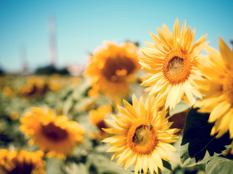 Sunflower Garden 1280×800