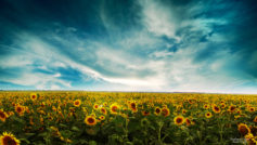 Sunflowers Landscape Wide