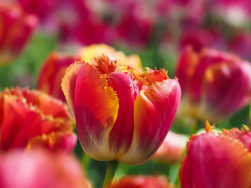 Tulip Flowers 5k 1280×960