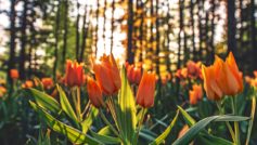 Tulips Orange 1280×720