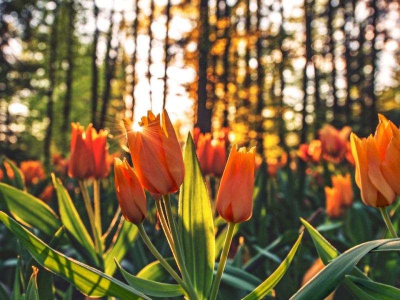 Tulips Orange 1280×720