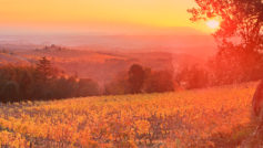 Vineyard Sunset Siena Tuscany Italy Hd