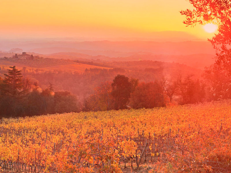 Vineyard Sunset Siena Tuscany Italy Hd