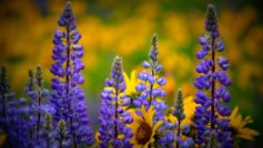 Washington Wildflowers 1280×800