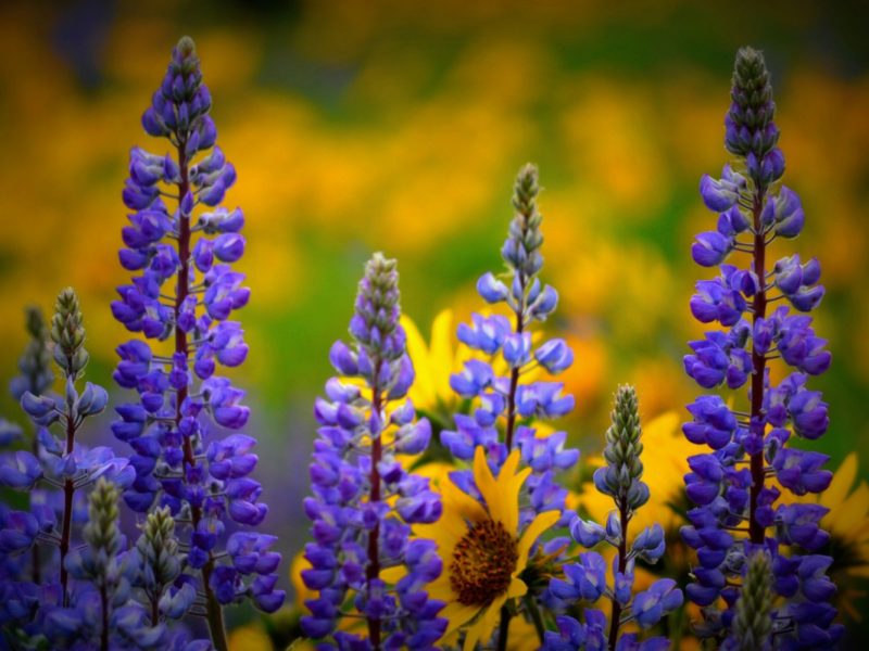 Washington Wildflowers 1280×800