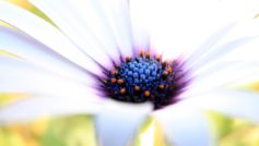 White Purple Flower 1280×800