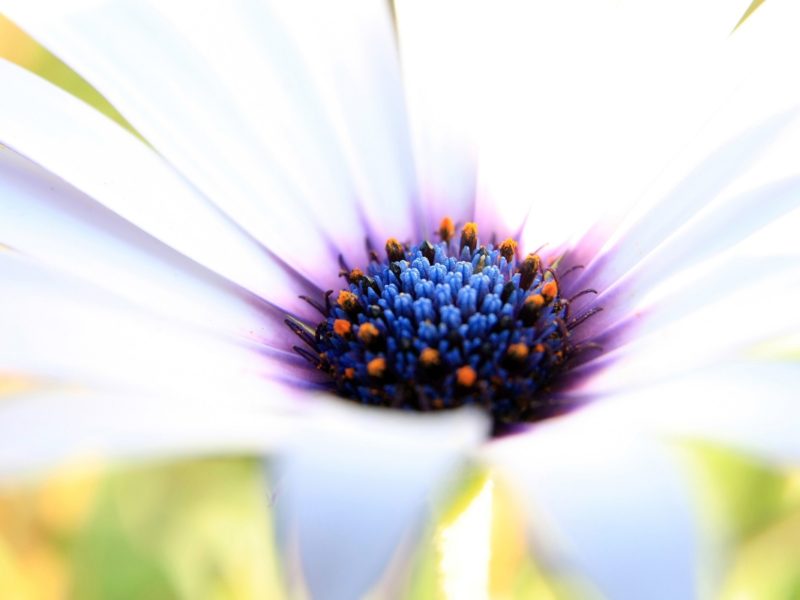 White Purple Flower 1280×800