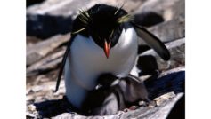 Yellow Crested 4k Penguins