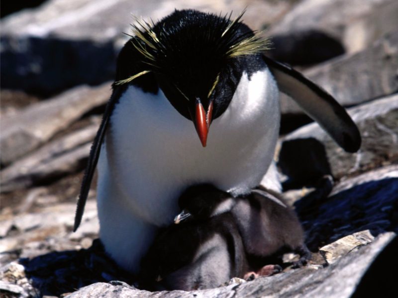 Yellow Crested 4k Penguins