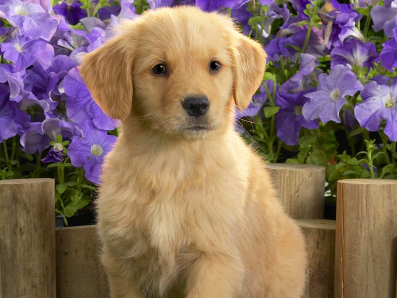 Yellow Labrador Puppy