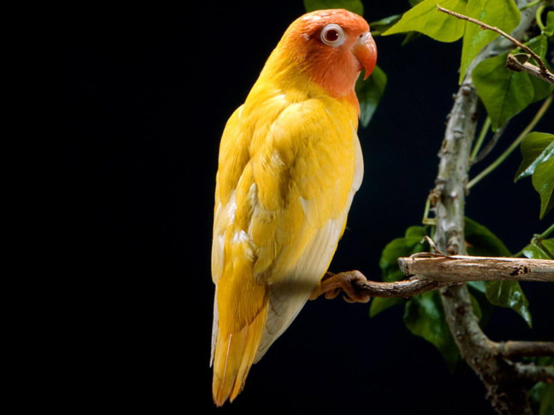 Yellow Parrot