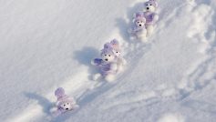 Cute Toy Bears on the snow