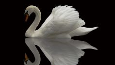 Swan with Black background