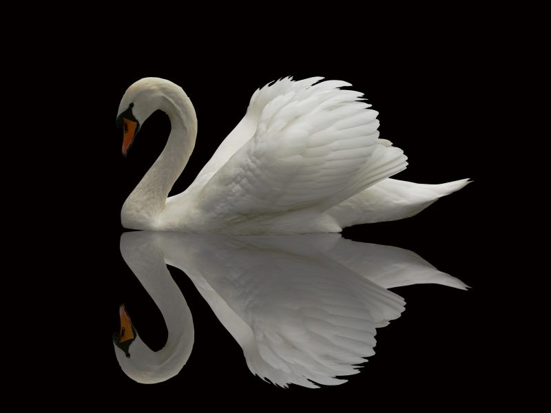 Swan with Black background