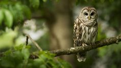 An Owl Sits On A Tree Branch