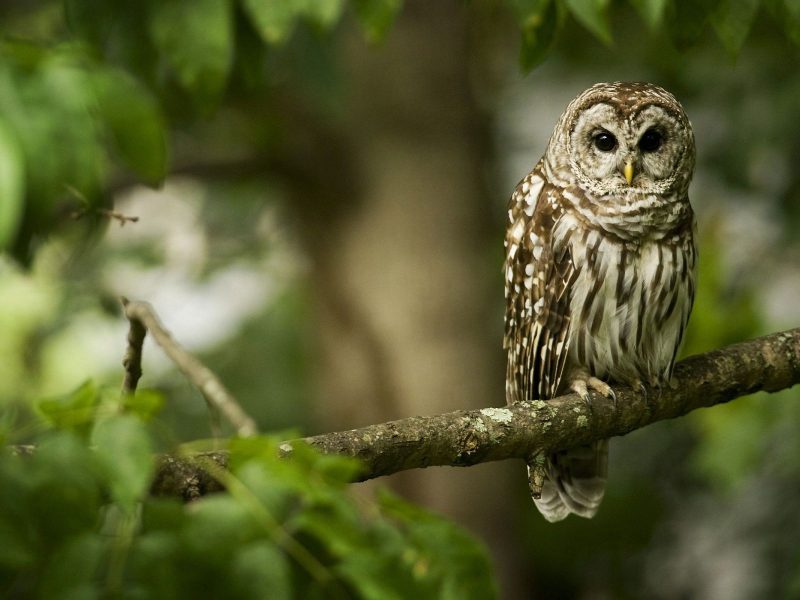 An Owl Sits On A Tree Branch
