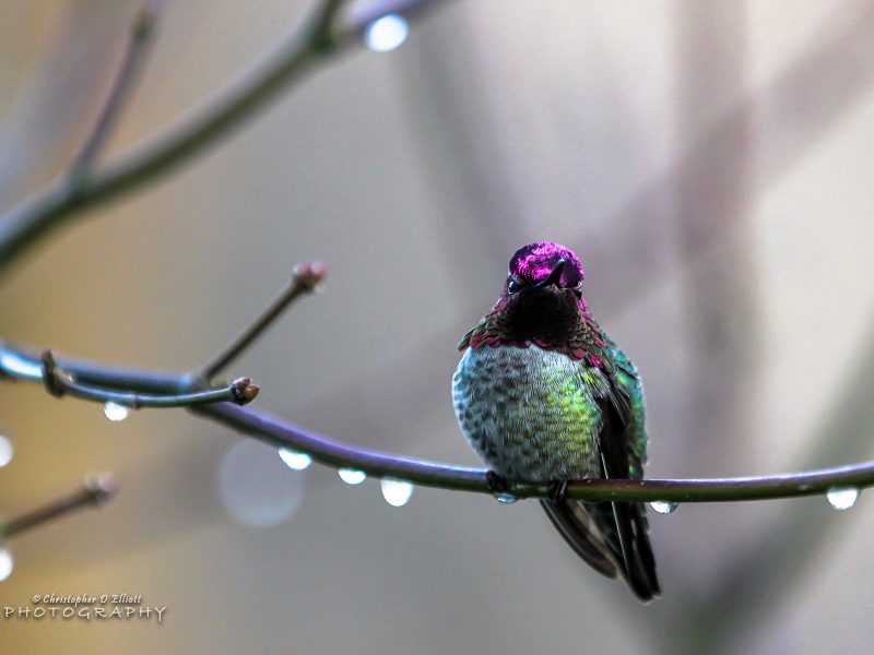 Annas Hummingbird