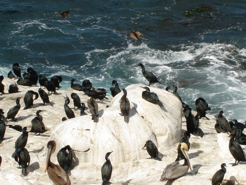Antarctica Birds
