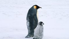 Arctic Penguins Life