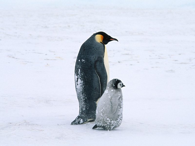 Arctic Penguins Life