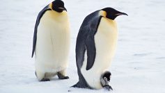 Arctic Penguins Pair