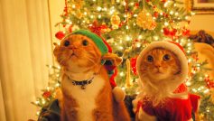 Animals Who Hate Christmas 23
