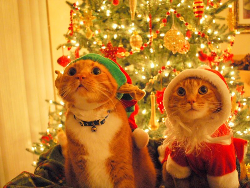 Animals Who Hate Christmas 23