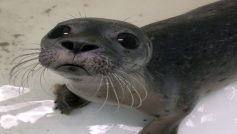 Baby Seal Selfie