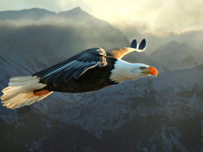 Bald Eagle Flying.