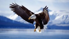 Bald Eagle In Flight Alaska