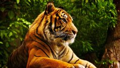 Beautiful Bengal Tiger