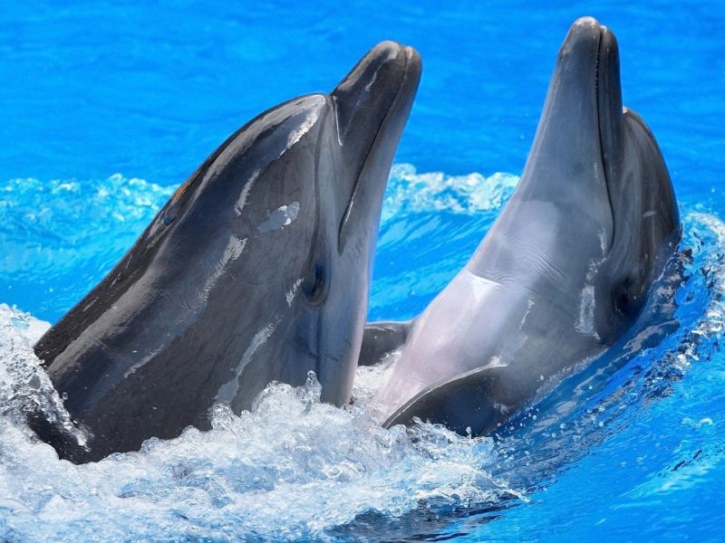 Beautiful Dolphins Playing