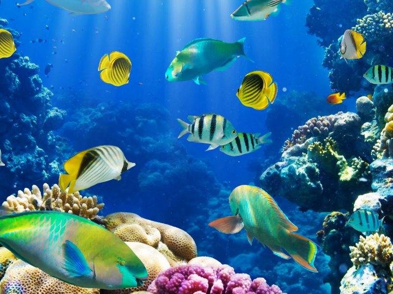 Beautiful Fishes In Water
