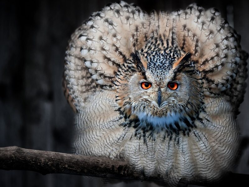 Beautiful Owl Look Like Peocock 2880×1800