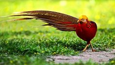 Beautiful Pheasant