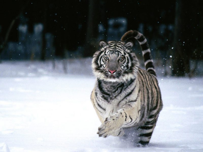 Beautiful Tiger1